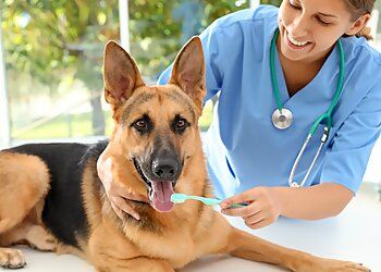 Photo of ALLENTOWN ANIMAL CLINIC, Veterinary clinics specialist