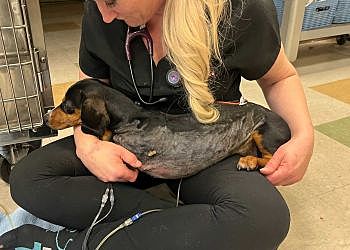 Photo of ANIMAL EMERGENCY CLINIC, Veterinary clinics specialist