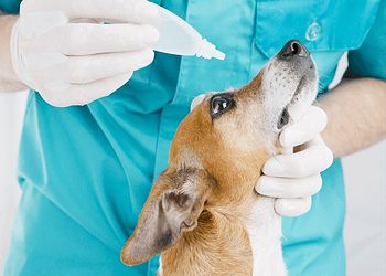 Photo of DISTRICT VETENARY HOSPITAL, Consultation, Laser Therapy, Orthopedic Surgery, Soft Tissue Surgery &amp; Vaccination in DHANBAD