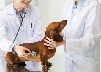 Photo of DR. MUKESH JAIN VETERINARY, General Checkup, Major and Minor Surgery, Wellness Examination, Dental Check-up, Surgery, Breeding Advice, Vaccination, Immunization, Nebulization, Emergency and Critical Care, Microchipping, Weight Management &amp; Pet Grooming in UJJAIN