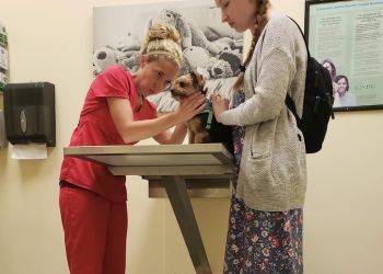 Photo of STADIUM VETERINARY SERVICES, Wellness and Vaccination Programs, Preventive, Medical and Surgical Services, Radiology (X-rays), Tonometry, Dermatology, Endocrinology, Cytology, Biopsy and Histopathology, Bloodwork, Anesthesia and Patient Monitoring &amp; Microchip Pet Identification in ANN ARBOR