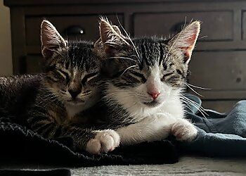 Clinic photo/Office of Dr. ALTON MAIN ANIMAL HOSPITAL