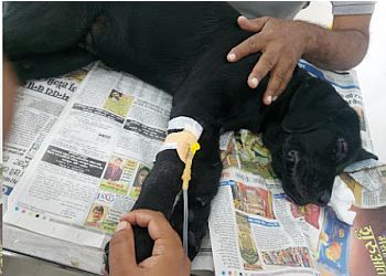 Clinic photo/Office of Dr. ANJALI PET CLINIC