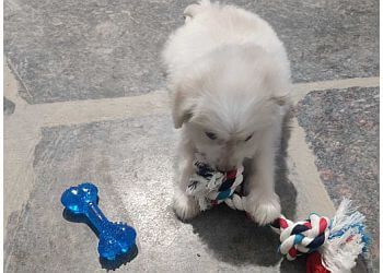 Clinic photo/Office of Dr. APEX PET CLINIC