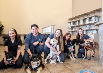 Clinic photo/Office of Dr. AZPETVET DOBSON RANCH ANIMAL HOSPITAL &amp; GROOMING