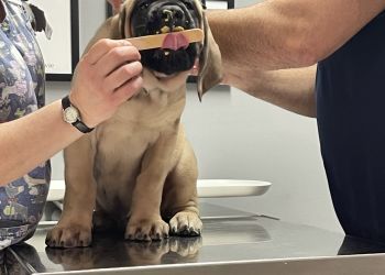 Clinic photo/Office of Dr. BERWICK ANIMAL CLINIC