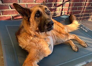 Clinic photo/Office of Dr. CAROLINA VETERINARY SPECIALISTS