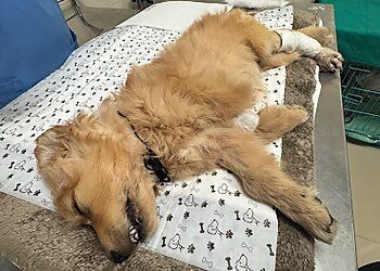 Clinic photo/Office of Dr. CGS VETERINARY HOSPITAL