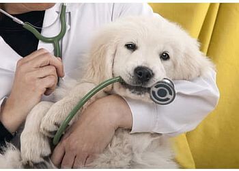 Clinic photo/Office of Dr. CLINIQUE VÉTÉRINAIRE ST-JEAN-CHRYSOSTOME