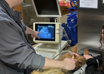 Clinic photo/Office of Dr. CUSTER MCDERMOTT ANIMAL HOSPITAL