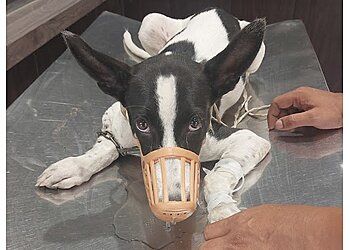 Clinic photo/Office of Dr. DR. KALSI VET CLINIC