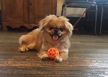 Clinic photo/Office of Dr. ELIZABETH VETERINARY CLINIC INC.