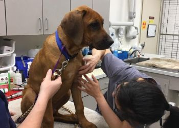 Clinic photo/Office of Dr. HARRIS PARKWAY ANIMAL HOSPITAL