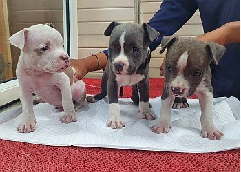 Clinic photo/Office of Dr. KHAJURIA VETERINARY CLINIC