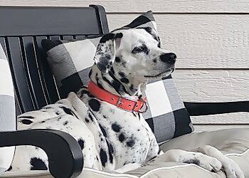 Clinic photo/Office of Dr. MILLIS ANIMAL HOSPITAL
