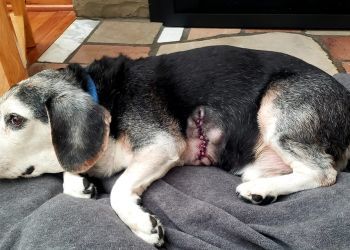 Clinic photo/Office of Dr. PENN ANIMAL HOSPITAL