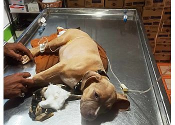 Clinic photo/Office of Dr. PET CARE UNIT