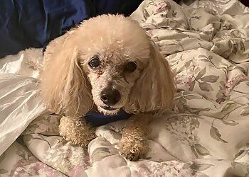 Clinic photo/Office of Dr. PITTSFORD ANIMAL HOSPITAL