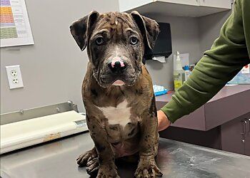 Clinic photo/Office of Dr. ROCHESTER COMMUNITY ANIMAL CLINIC