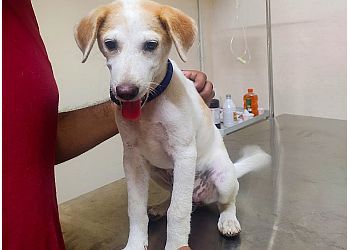 Clinic photo/Office of Dr. SB PET CLINIC