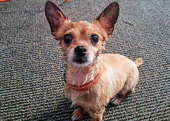 Clinic photo/Office of Dr. SHIVELY ANIMAL CLINIC &amp; HOSPITAL PSC