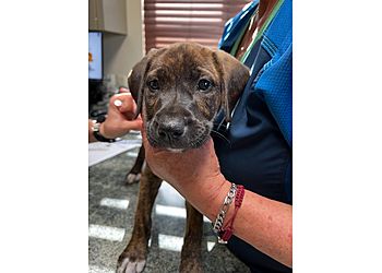 Clinic photo/Office of Dr. ST. FRANCIS VETERINARY HOSPITAL