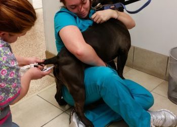 Clinic photo/Office of Dr. TALL CITY VETERINARY HOSPITAL