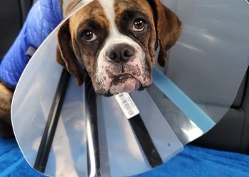 Clinic photo/Office of Dr. VETERINARY CARE CENTER OF LAREDO