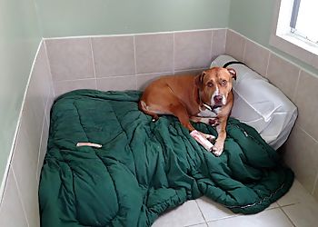 Clinic photo/Office of Dr. VIP ANIMAL HOSPITAL